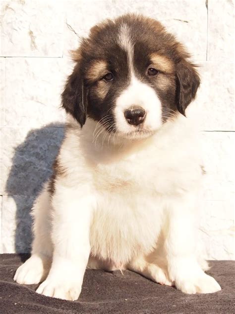 tornjak puppies for sale.